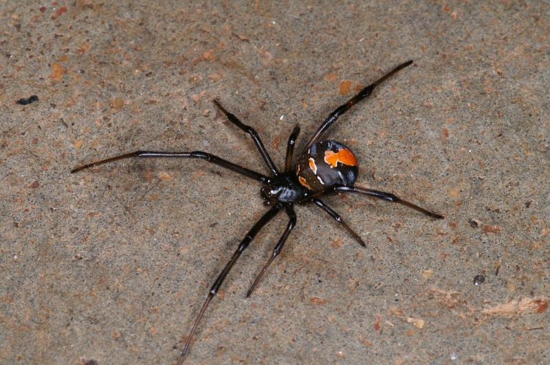 Latrodectus_hasselti_D3576_Z_75_Nyang Station_Australie.jpg